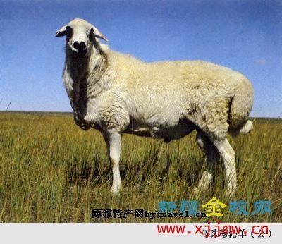 乌珠穆沁羊