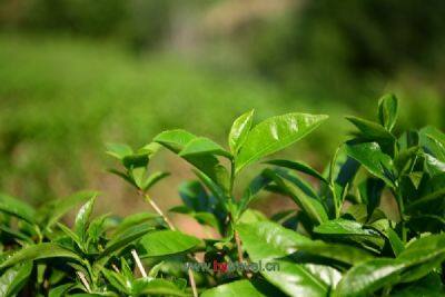 仁化白毛茶