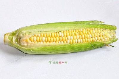 大庆特种玉米