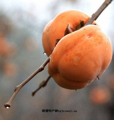 海安小方柿