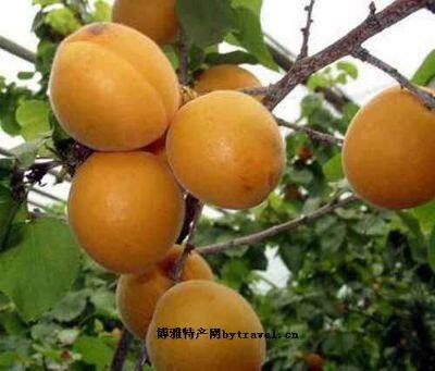 灵寿杏