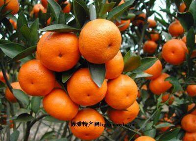 宾川柑橘