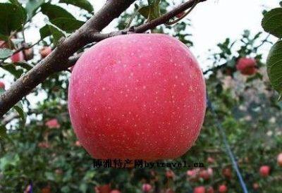 深泽红富士苹果