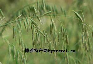 武川莜麦