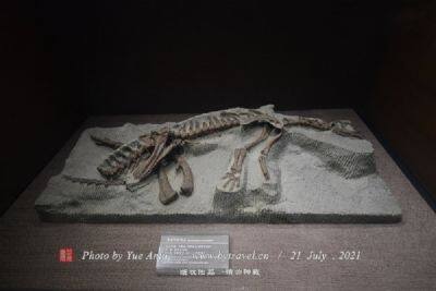 榆社化石博物馆