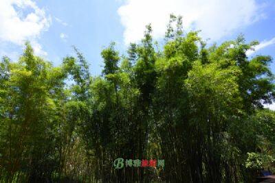 赤水竹海国家森林公园