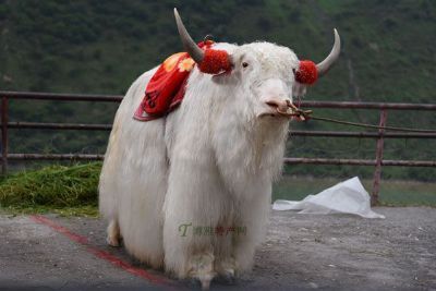 康巴类乌齐牦牛