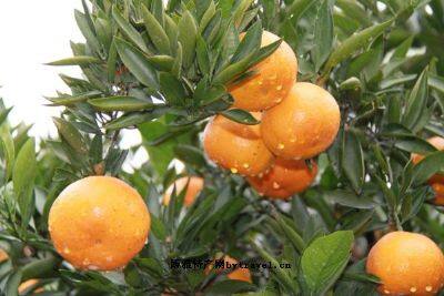 黄沙坞柑橘