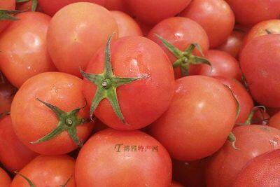 永福西红柿