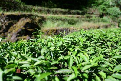 天台山有机茶