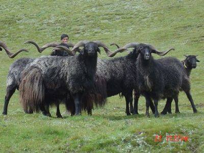 贵南黑藏羊