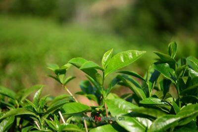 松溪绿茶