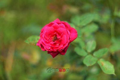 木兰玫瑰花园