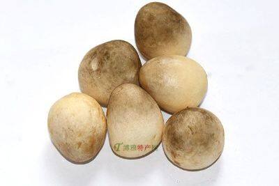 依兰蘑菇
