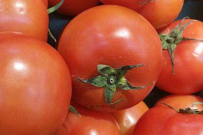 尚庄番茄