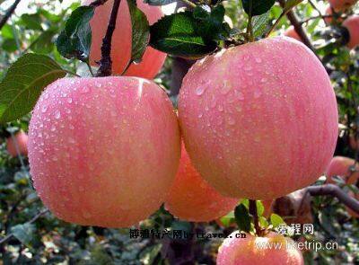 锦州苹果