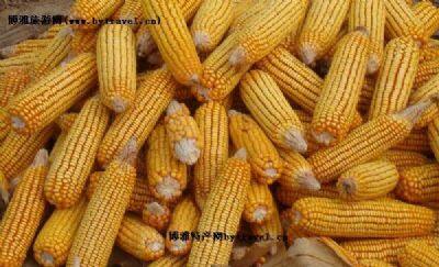 海东地区特早熟玉米