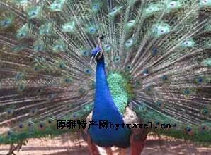 藍孔雀歷史和由來 北京市平谷區特產藍孔雀簡介