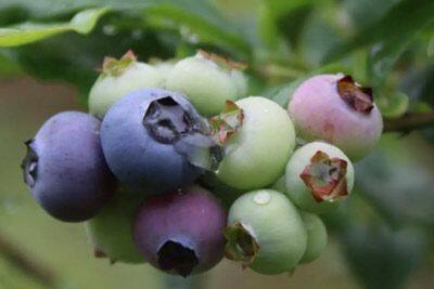 紫云蓝莓