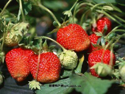 黑山谷草莓