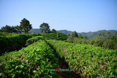 奎文阁茶叶