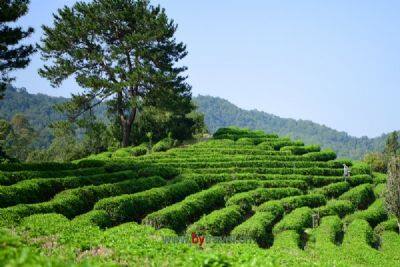 莲花高山茶