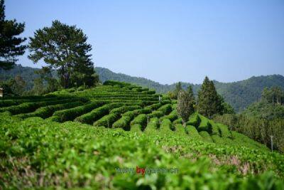 南山寿眉茶