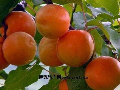 北寨红杏