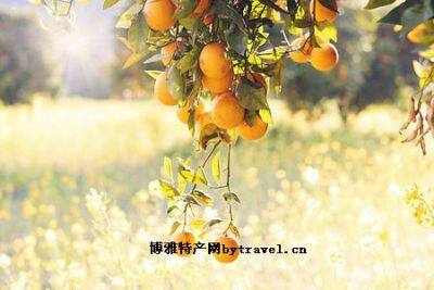 广西柑橙