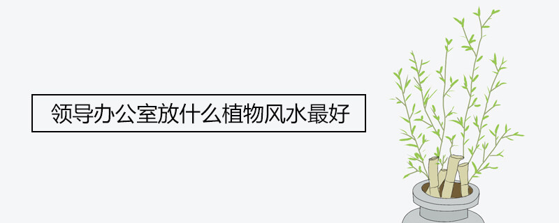 领导办公室放什么植物风水最好