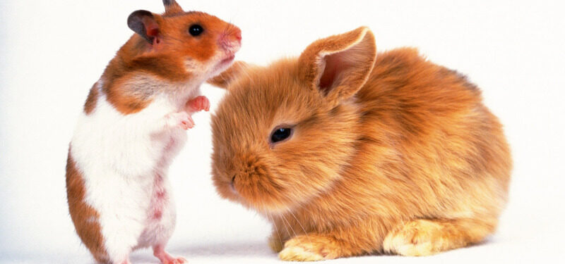 女鼠和男兔相刑的婚姻缘分