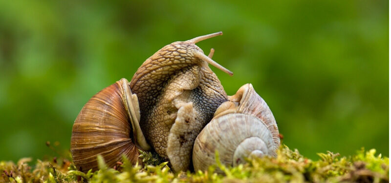 家里有蜗牛是好的风水征兆吗